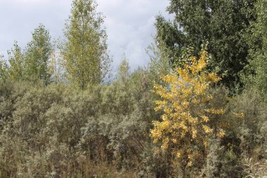 Doğada yeşil ve sarı yapraklı çalılıklarda ağaçlar