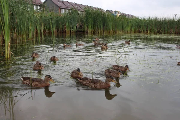 Aves Silvestres Patos Nadan Lago Agua Naturaleza — Foto de Stock