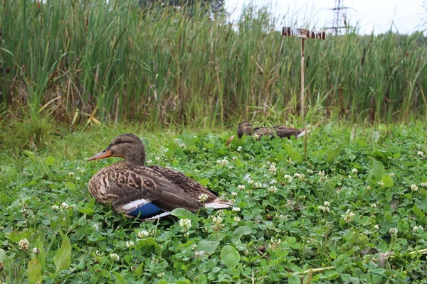 Pájaro Pato Salvaje Sentado Hierba Escondiéndose Del Cazador — Foto de Stock