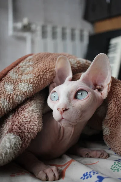 Gato Esfinge Careca Animal Sem Pêlos Saciando Cobertor Frio — Fotografia de Stock