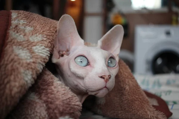 Bald Sphinx Cat Hairless Animal Basking Blanket Cold — Stock Photo, Image