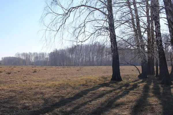 Alberi Spogli Primavera Nella Foresta Con Rami Siberia — Foto Stock