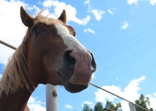 Red Horse Looks Stuck Its Muzzle Its Head Paddock — Stock Photo, Image