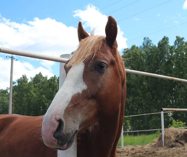 Cavallo Rosso Guarda Fuori Con Muso Conficcato Con Testa Nel — Foto Stock