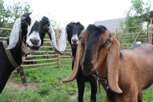 Cabras Núbias Assistem Uma Manada Animais Uma Fazenda Verão Fotos De Bancos De Imagens