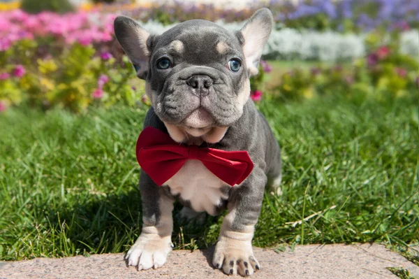 Small grey puppy of french bulldog is on the green grass outdoors.  Red accessory bow tie