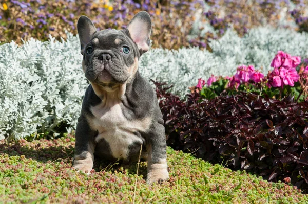 Fransız bulldog köpeğinin küçük gri yavrusu yeşil çimlerin üzerinde.