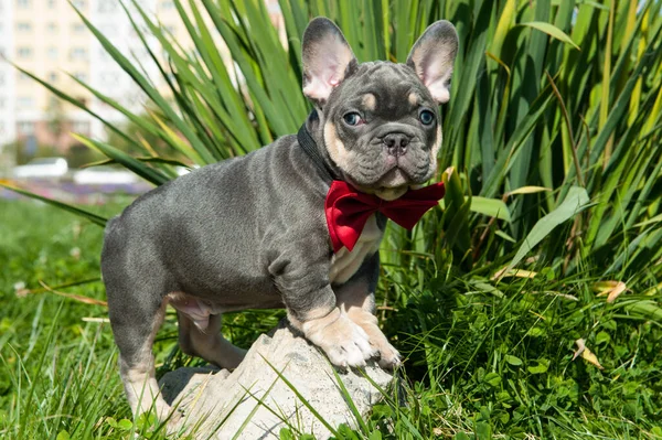 Pequeño Cachorro Gris Bulldog Francés Está Hierba Verde Aire Libre —  Fotos de Stock