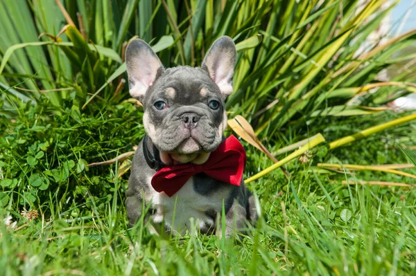 Kis Szürke Kiskutya Francia Bulldog Van Zöld Szabadban Piros Tartozék — Stock Fotó