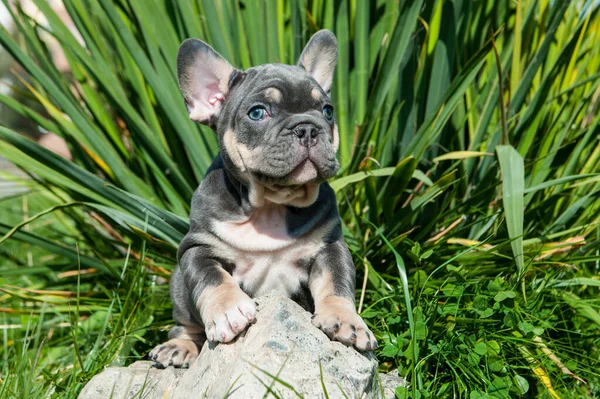 Pequeño Cachorro Gris Bulldog Francés Está Hierba Verde Aire Libre —  Fotos de Stock