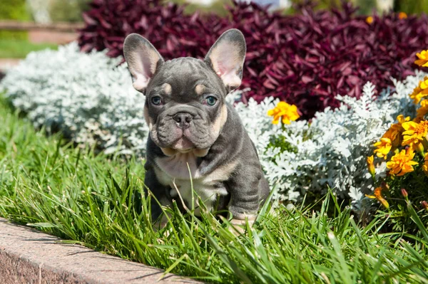 Small grey puppy of french bulldog is on the green grass and flowers outdoors