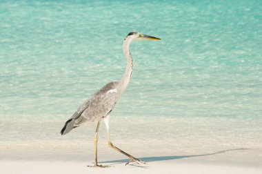 Büyük Mavi Balıkçıl okyanus kıyısında yürüyor