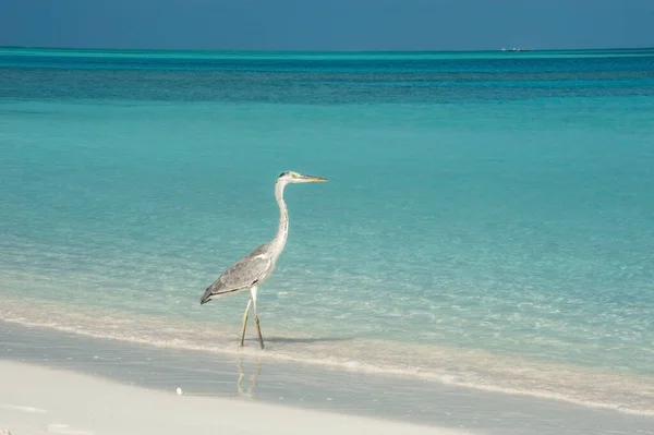 Grand Héron Marchant Sur Rivage Océan — Photo