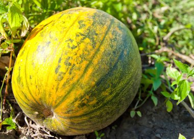 Kabak yeşil, sarı sebze yama üzerinde büyüyen