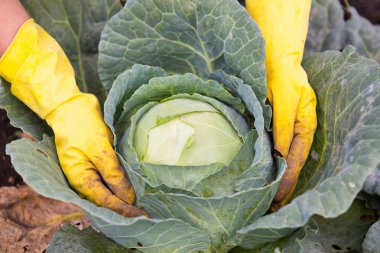 eldiven fidan lahana bahçesinde kadında