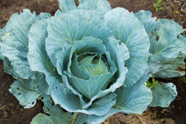 Mavi lahana bitki bahçesinde