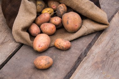 Taze toprak hala deri, o dökülmesini ile patates hasat