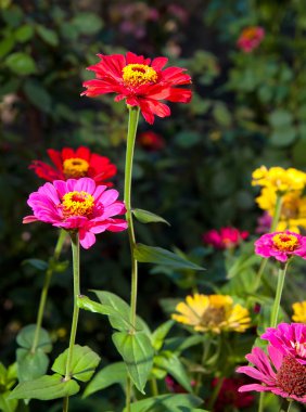 Parlak, kırmızı, Pembe Çiçek bahçesinde emdirmek