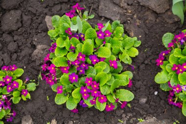 İhlaller veya İbneler Bahçede Yakın Çekim