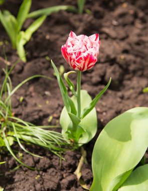 Kalabalıktan ayakta Lale