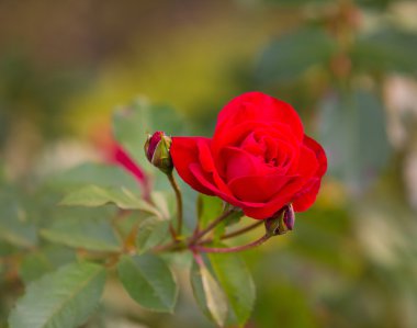 Bir bahçe bir, tek başına, güzel kırmızı gül