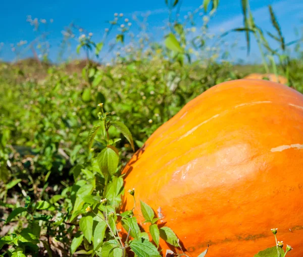 Pumpkin plants with rich harvest on a field ready to be harveste — Stock Photo, Image