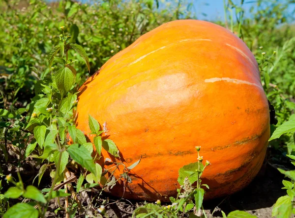 Pumpa växter med rik skörd på ett fält som är redo att bli harveste — Stockfoto