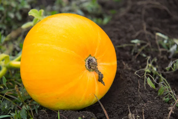 Pumpkins in a farm field or garden — Stock Photo, Image