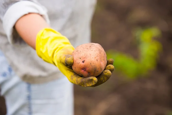 Hands in gloves holding big dirty harvested potatoes — Stock Photo, Image