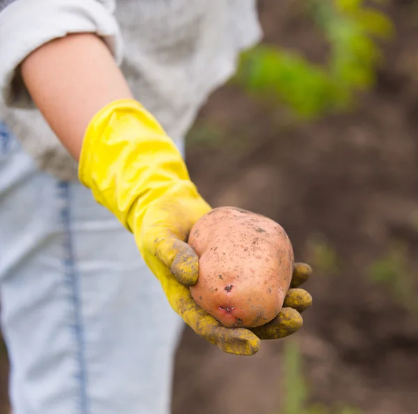 Hands in gloves holding big dirty harvested potatoes — Stock Photo, Image