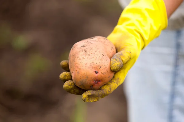 Hands in gloves holding big dirty harvested potatoes — Stock Photo, Image