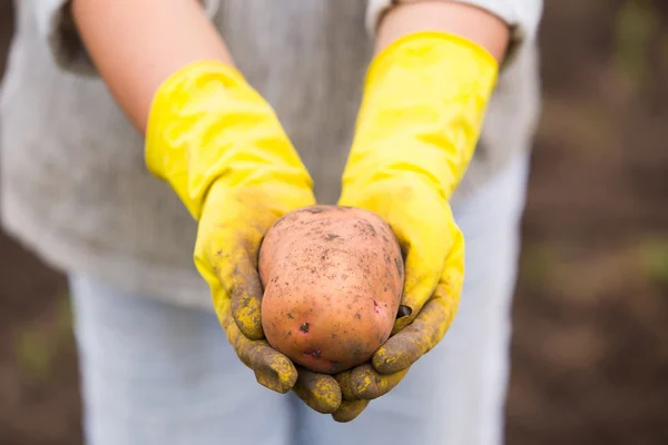 Hands in gloves holding big dirty harvested potatoes — Stock Photo, Image