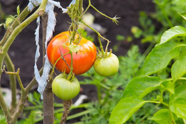 Green cherry tomatoes growing in the garden — Stock Photo, Image