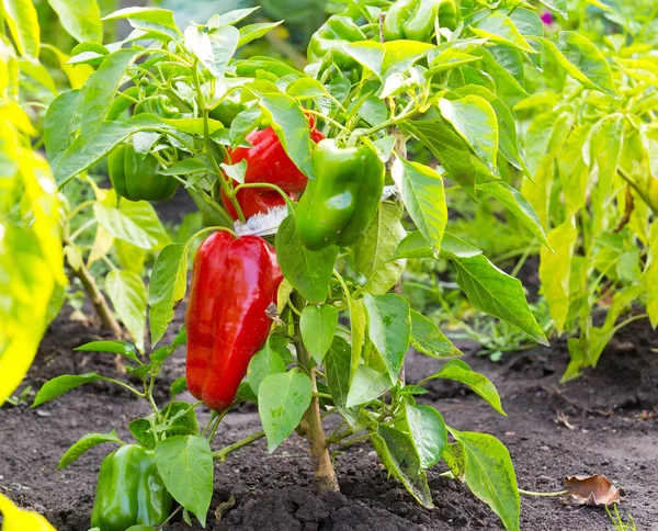 bahçede büyüyen kırmızı ve yeşil biber