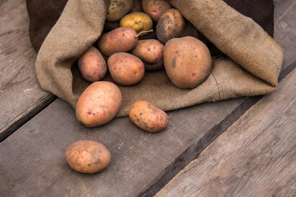 Cartofi proaspeți recoltați cu sol încă pe piele, vărsându-se o — Fotografie, imagine de stoc