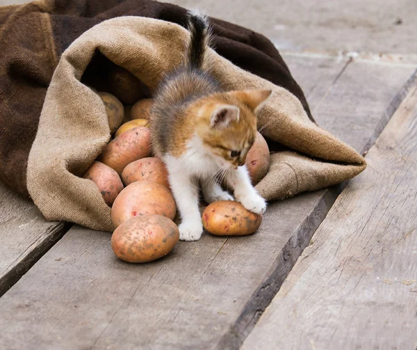 Küçük kırmızı kedi yavrusu oynamak zor bir taze hasat patates ile 