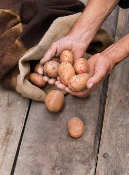 Рука старика со свежесобранным картофелем с почвой еще в СК — стоковое фото