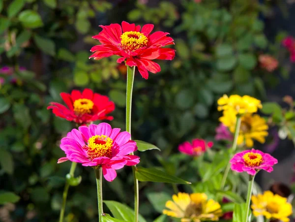 Ljusa, mätta röda, rosa blommor i trädgården — Stockfoto