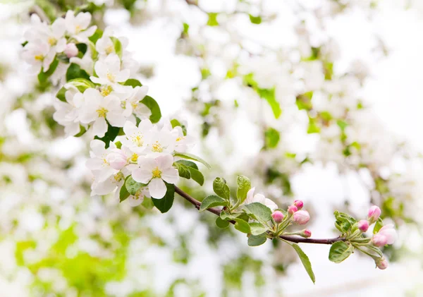 Photo of blossoming tree brunch with white flowers — Stock Photo, Image