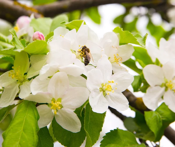 꿀벌과 흰색 꽃과 꽃이 만발한 나무 브런치의 사진 — 스톡 사진