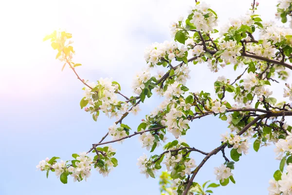 Photo of blossoming tree brunch with white flowers — Stock Photo, Image