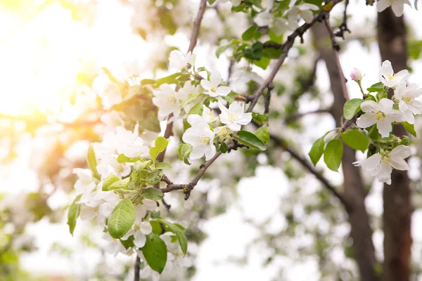 흰색 꽃이 만발한 나무 브런치의 사진 — 스톡 사진