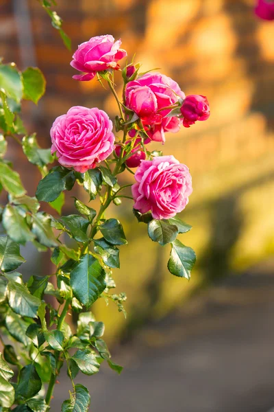 庭園の美しいピンクのバラの花束 — ストック写真