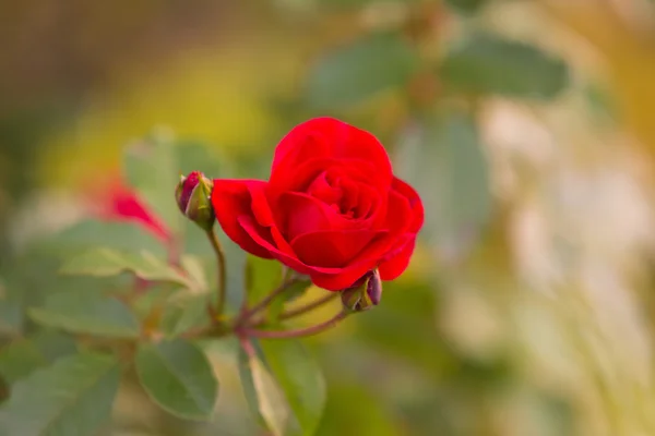 緑の背景の赤いバラを飽和します。 — ストック写真