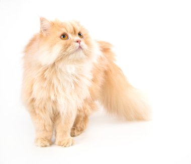 Genç Farsça beyaz izole kedi