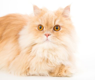 Genç Farsça kedi üzerinde beyaz izole portresi