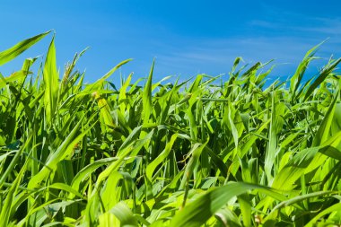 Mavi gökyüzünde büyüyen yeşil mısır tarlası