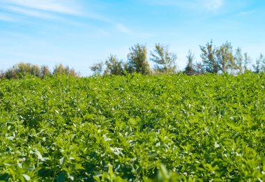 alan çimen, mavi gökyüzü ve güneş.