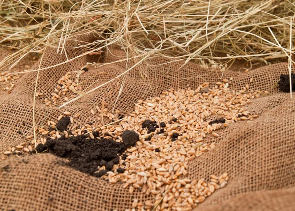 Wheat on burlap sacks — Stock Photo, Image