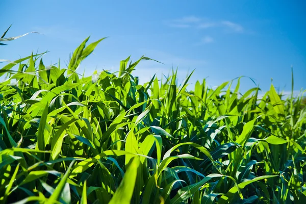 Green corn field growing up on blue sky